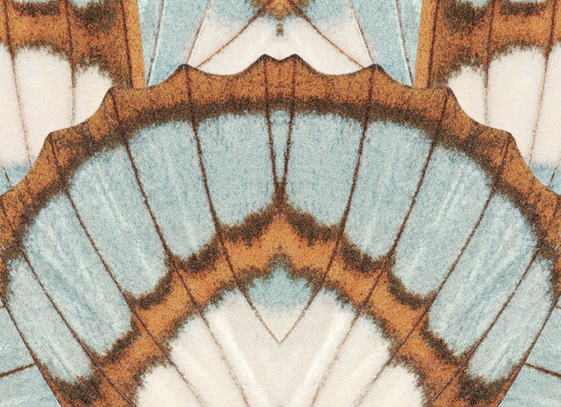 butterfly pattern
